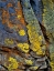 Picture of OREGON, DESCHUTES NF LICHEN, COVERED BASALT ROCK