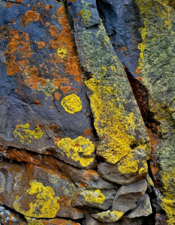 Picture of OREGON, DESCHUTES NF LICHEN, COVERED BASALT ROCK