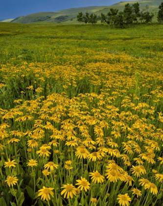 Picture of OREGON, STEENS MOUNTAIN MEADOW OF ARNICA FLOWERS