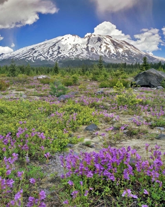 Picture of WA, GIFFORD PINCHOT NF MOUNT ST HELENS LANDSCAPE