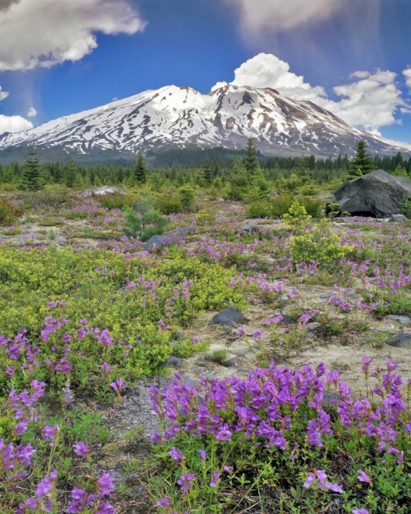 Picture of WA, GIFFORD PINCHOT NF MOUNT ST HELENS LANDSCAPE