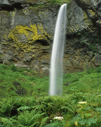 Picture of OR, COLUMBIA RIVER GORGE NSA ELOWAH FALLS SCENIC