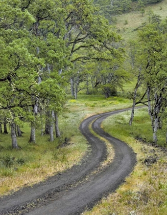 Picture of OR, COLUMBIA GORGE NSA ROAD LINED WITH OAK TREES