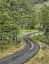 Picture of OR, COLUMBIA GORGE NSA ROAD LINED WITH OAK TREES