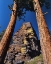 Picture of OR, GEARHART MOUNTAIN TREES FRAME ROCK FORMATION