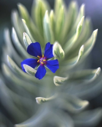 Picture of OR, PORTLAND, PIMPERNEL CAUGHT ON EUPHORBIA PLANT