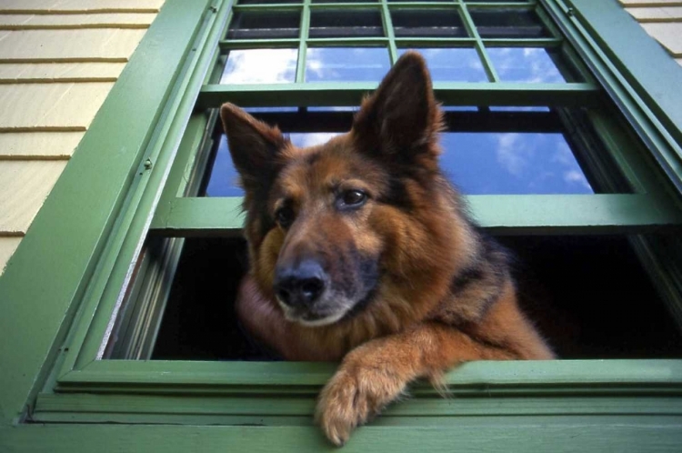 Picture of OR, PORTLAND GRIFF THE LONG-HAIR GERMAN SHEPHERD