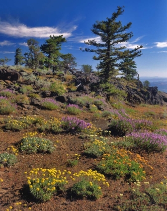 Picture of OR, WALLOWA-WHITMAN NF WILDFLOWER ON INDIAN ROCK