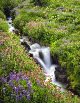 Picture of OR, ELK COVE CREEK FLOWING THROUGH MEADOW FLOWERS