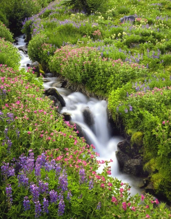 Picture of OR, ELK COVE CREEK FLOWING THROUGH MEADOW FLOWERS