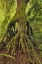 Picture of OR, TRYON CREEK CEDAR GROWING FROM NURSERY STUMP
