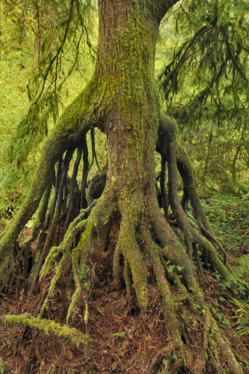 Picture of OR, TRYON CREEK CEDAR GROWING FROM NURSERY STUMP