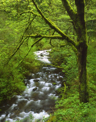 Picture of OR, COLUMBIA GORGE, MT HOOD NF, BRIDAL VEIL CREEK