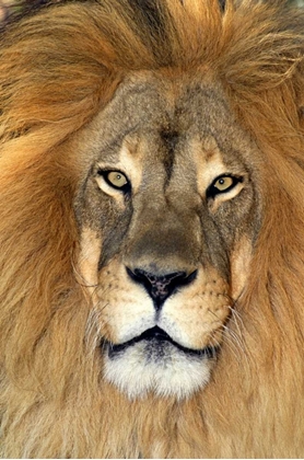 Picture of CA, LOS ANGELES CO, AFRICAN LION