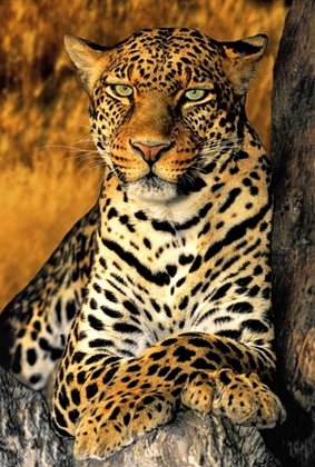 Picture of CA, LOS ANGELES CO, AFRICAN LEOPARD