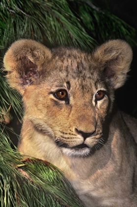 Picture of CA, LOS ANGELES CO, AFRICAN LION CUB