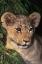 Picture of CA, LOS ANGELES CO, AFRICAN LION CUB