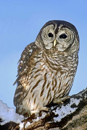 Picture of CO, BARRED OWL PERCHED ON SNOWY BRANCH