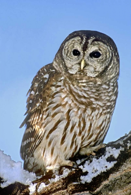 Picture of CO, BARRED OWL PERCHED ON SNOWY BRANCH
