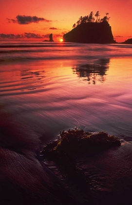 Picture of WA, OLYMPIC NP SUNSET OVER SEA STACKS
