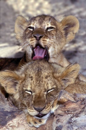 Picture of CA, LOS ANGELES CO, AFRICAN LION CUBS