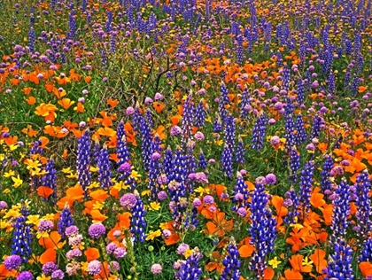Picture of CA, GORMAN FIELD OF COLORFUL FLOWERS