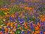Picture of CA, GORMAN FIELD OF COLORFUL FLOWERS