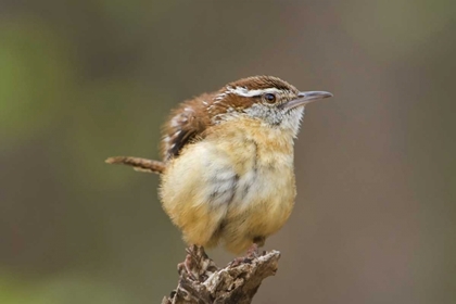 Picture of TX CAROLINA WREN RUFFLES ITS FEATHERS