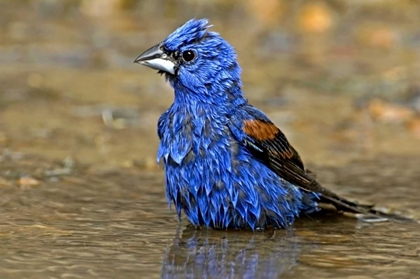 Picture of TX, MCALLEN MALE BLUE GROSBEAK BATHING