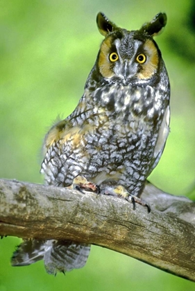 Picture of COLORADO LONG-EARED OWL PERCHED ON LIMB