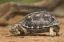 Picture of TEXAS, RIO GRANDE VALLEY TEXAS TORTOISE