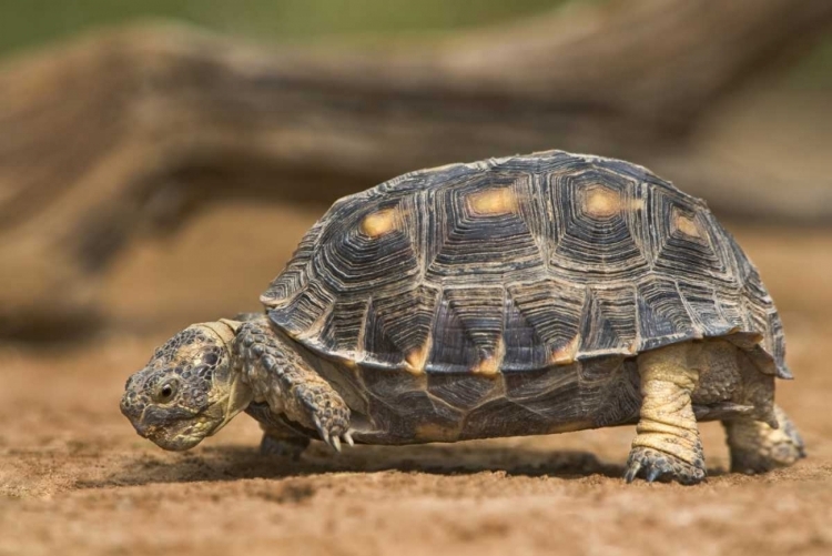 Picture of TEXAS, RIO GRANDE VALLEY TEXAS TORTOISE