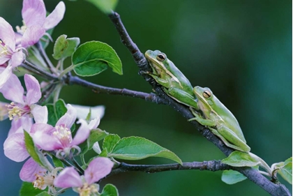 Picture of TWO FROGS ON BRANCH