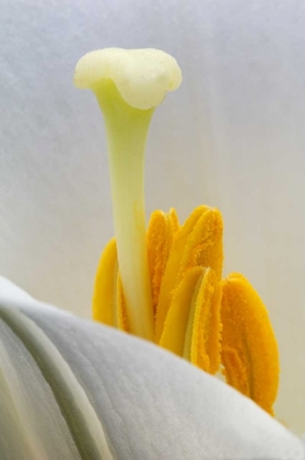 Picture of LILY STAMEN CLOSE-UP