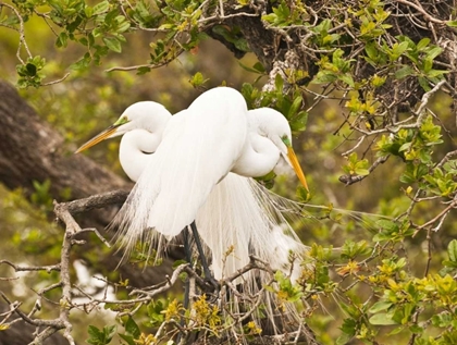 Picture of GREAT EGRET, NESTING