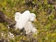 Picture of GREAT EGRET, NESTING