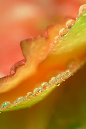 Picture of FLOWER PETALS WITH DEW