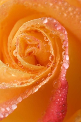 Picture of ROSE CLOSE-UP WITH DEW
