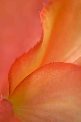Picture of BEGONIA PETAL CLOSE-UP