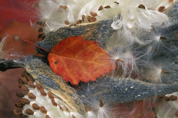 Picture of AUTUMN LEAF IN MILKWEED