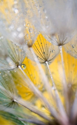 Picture of SEEDHEAD WITH RAINDROPS