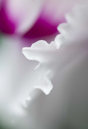 Picture of CYCLAMEN FLOWER CLOSE-UP