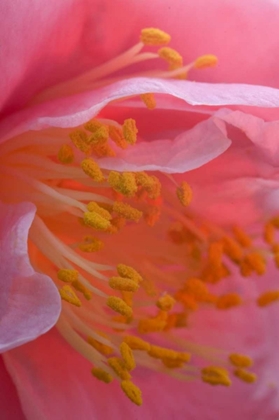 Picture of CAMELLIA FLOWER CLOSE-UP