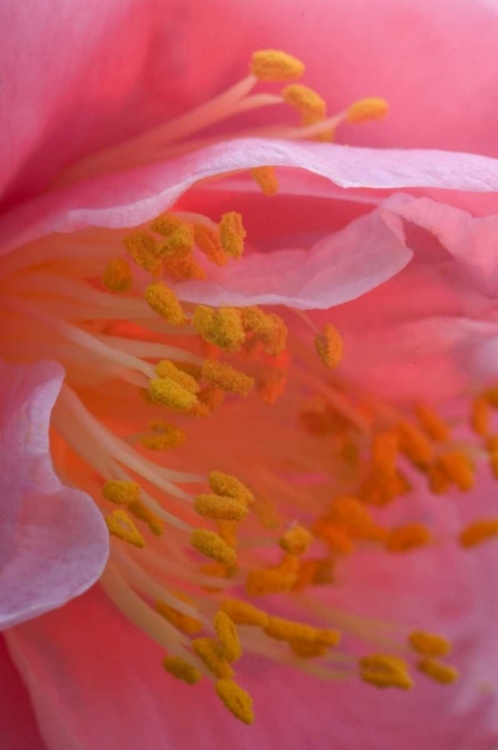 Picture of CAMELLIA FLOWER CLOSE-UP