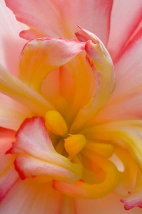 Picture of BEGONIA CLOSE-UP PATTERN