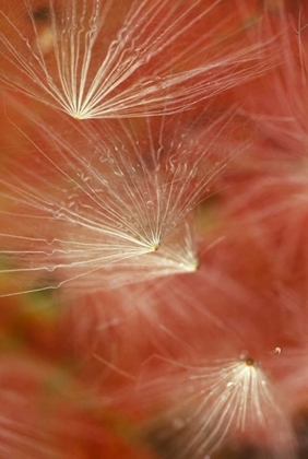 Picture of SEEDHEADS FLYING IN FALL