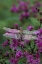 Picture of DRAGONFLY ON JOE-PYE WEED