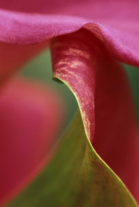 Picture of PINK CALLA LILY, CLOSE-UP