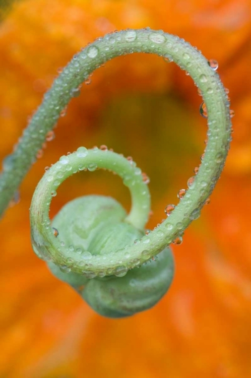 Picture of NASTURTIUM CURL WITH RAIN