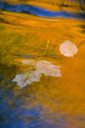 Picture of FALL REFLECTIONS IN WATER